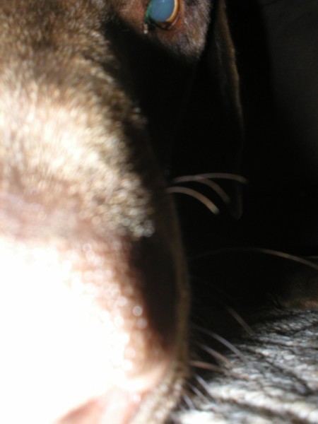Katie nosing camera.JPG